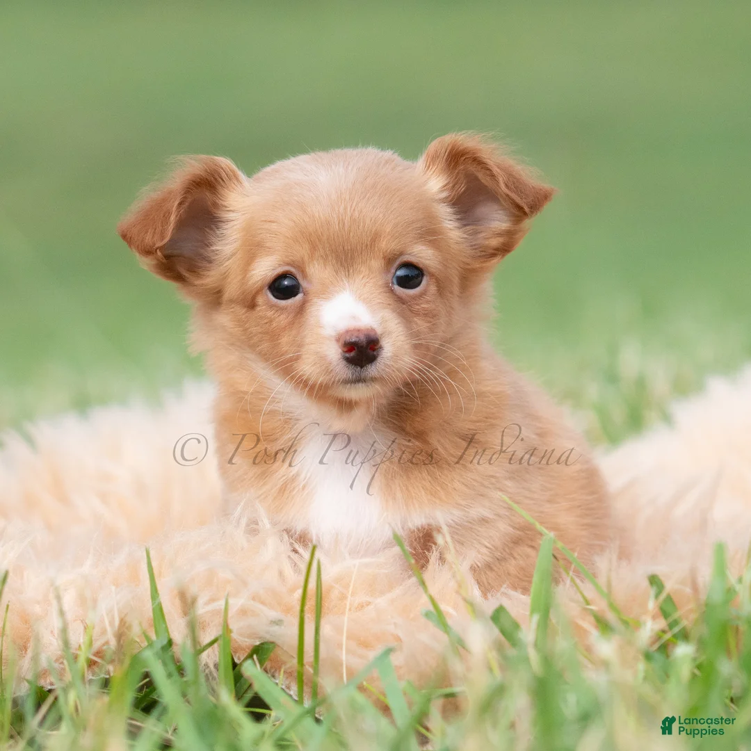 Chihuahua dogs for sale: Honeybee  - Ad 1