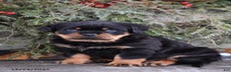 Rottweiler dogs for sale: Rustic - Ad 4