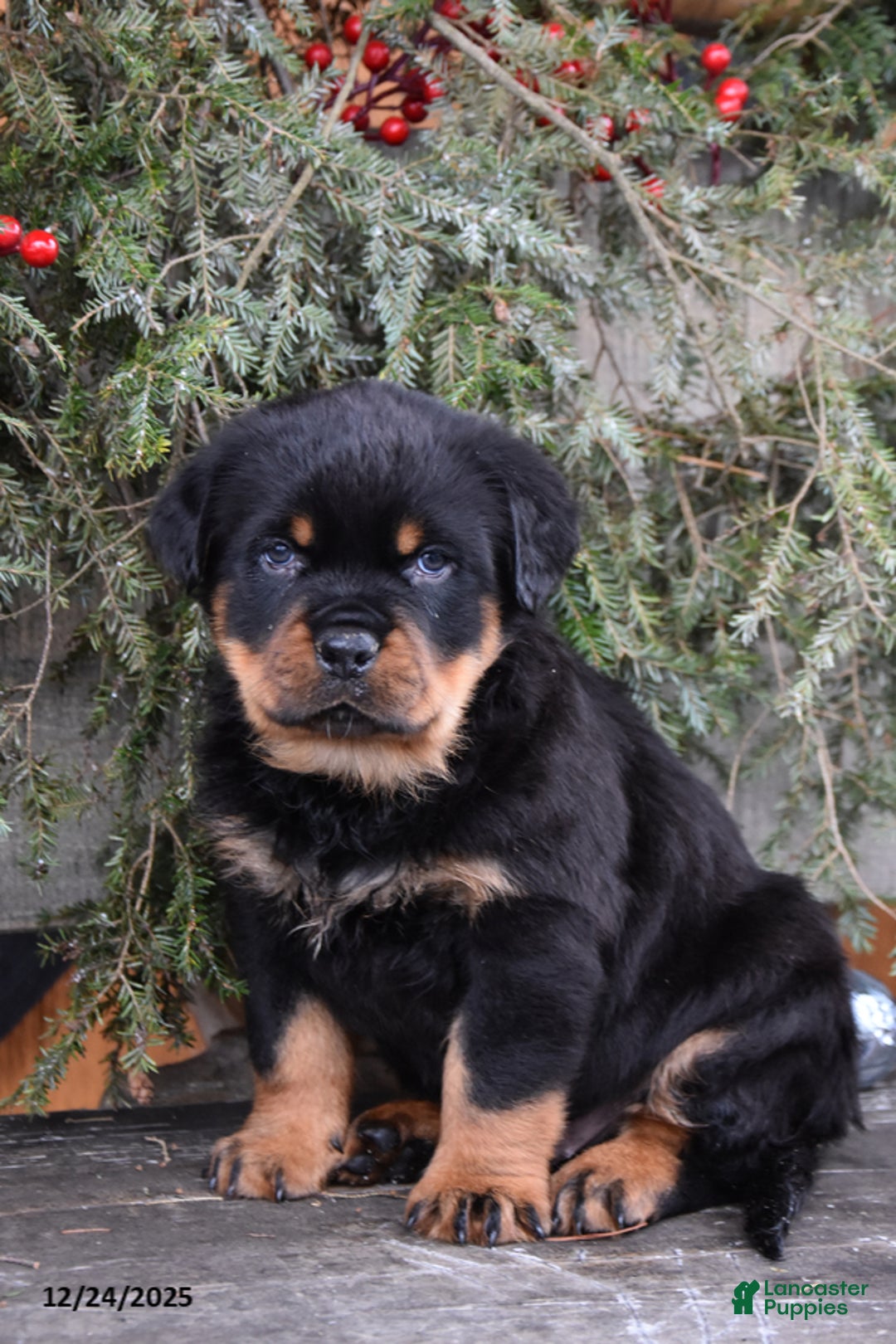 Rottweiler dogs for sale: Rustic - Ad 4