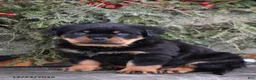 Rottweiler dogs for sale: Rustic - Ad 6