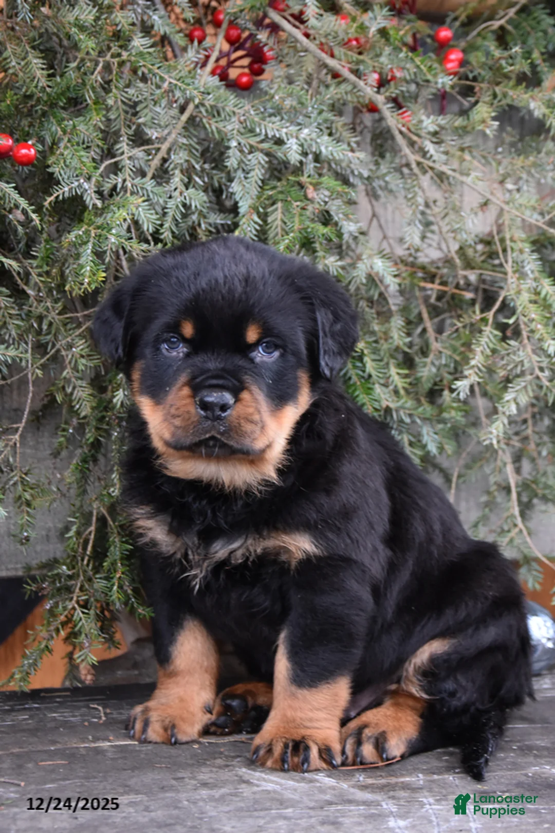 Rottweiler dogs for sale: Rustic - Ad 6