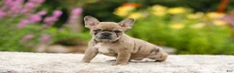 French Bulldog dogs for sale: Gretta - Ad 9
