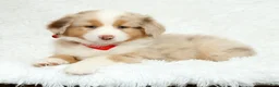 Australian Shepherd dogs for sale: Rhett - Ad 5