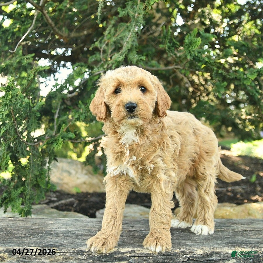 Goldendoodle dogs Monty - Ad 2