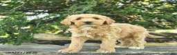 Goldendoodle dogs for sale: Monty - Ad 6
