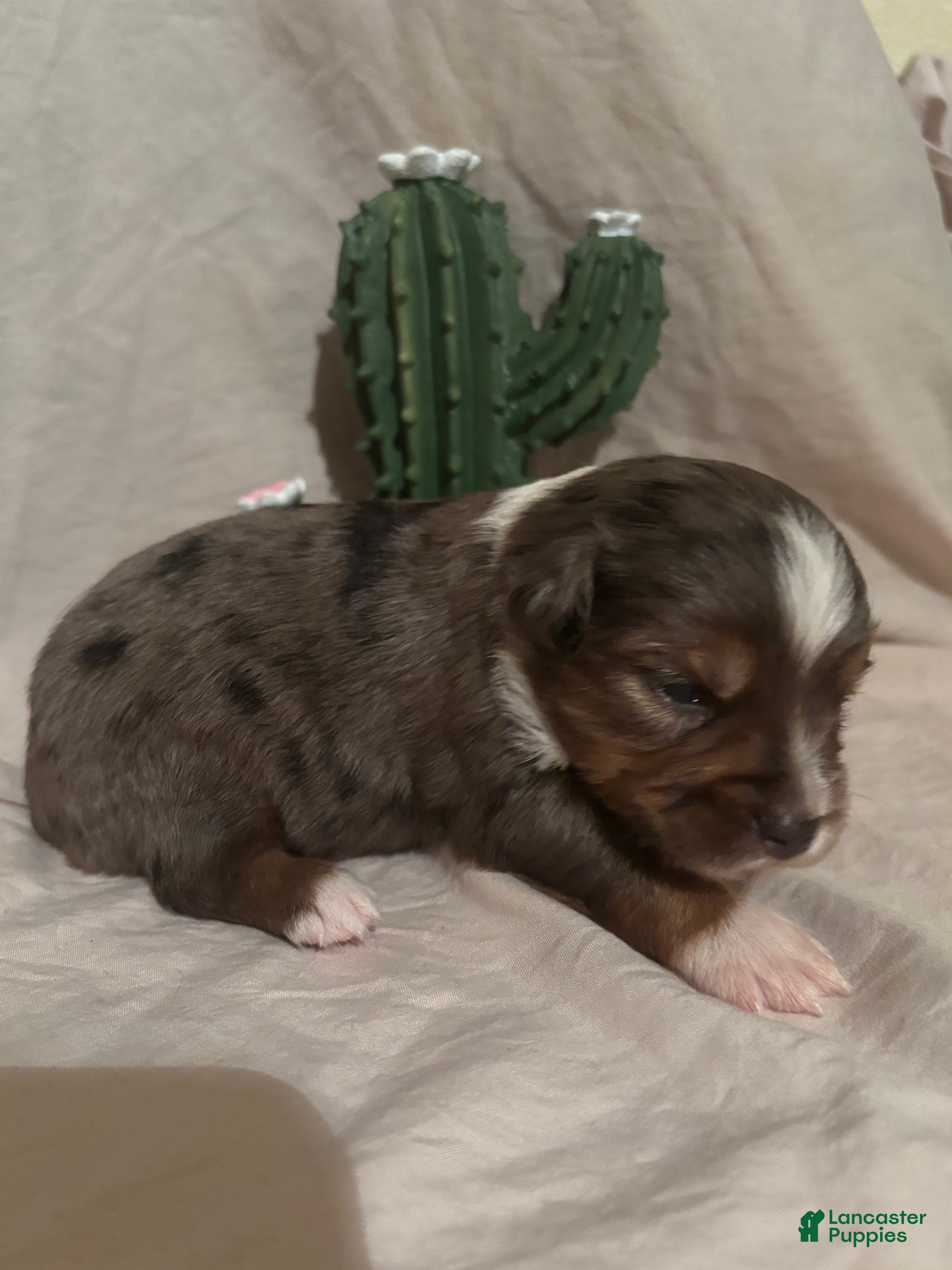 Toy Australian Shepherd dogs Hank  - Ad 1