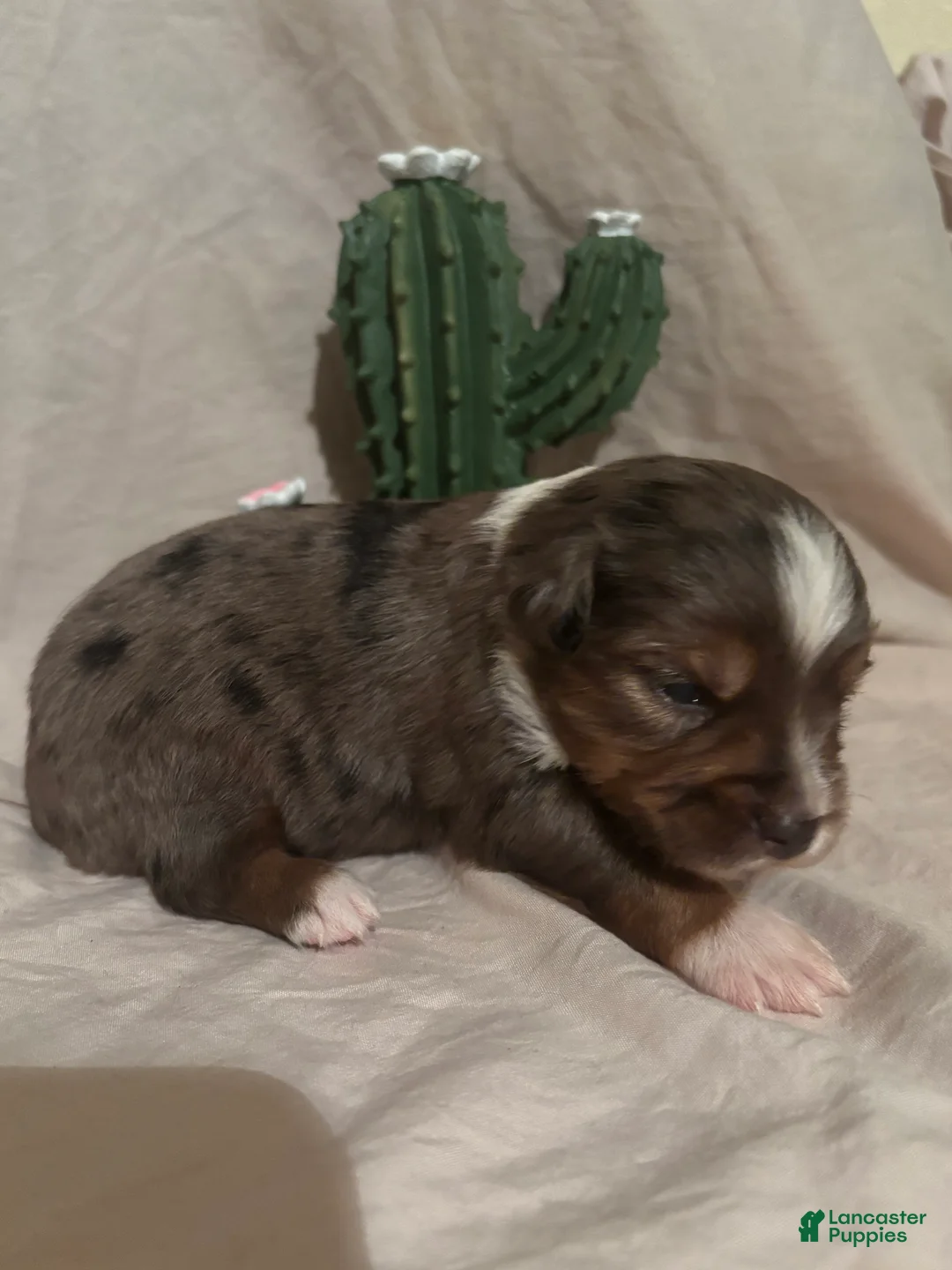 Toy Australian Shepherd dogs for sale: Hank  - Ad 1