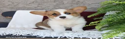 Welsh Corgi Pembroke dogs for sale: Luna  - Ad 1
