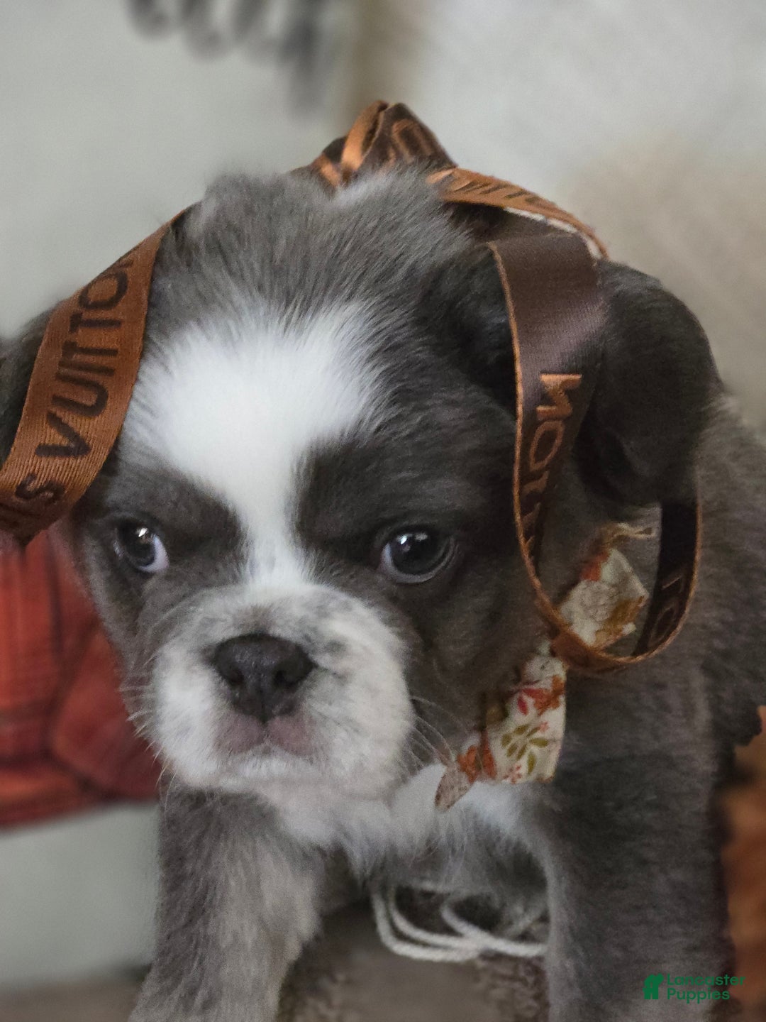 French Bulldog dogs for sale: Londi - Ad 1