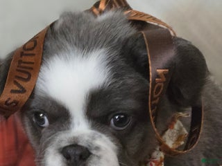 French Bulldog dogs Londi - Ad 40