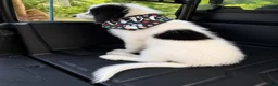 Mixed Breed dogs for sale: Mixed Breed 1 - Ad 2