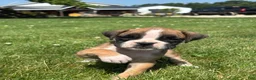 Boxer dogs for sale: Mia - Ad 2