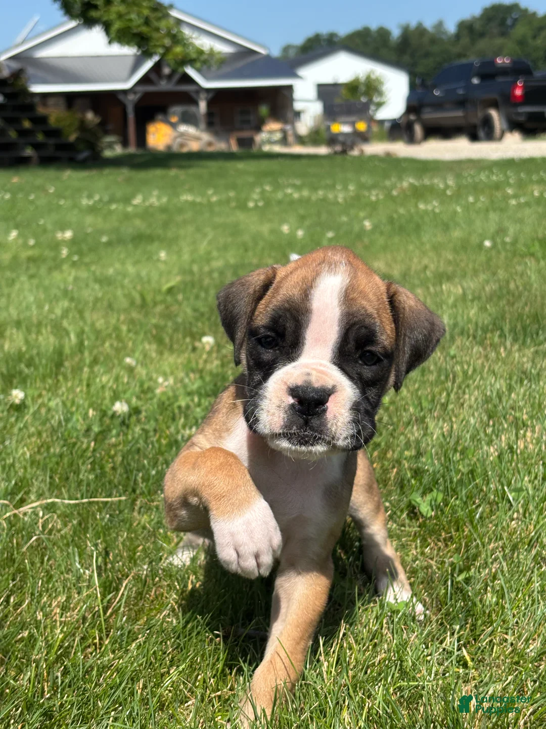 Boxer dogs for sale: Mia - Ad 2
