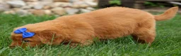 Golden Retriever dogs for sale: Quincy💙 - Ad 21