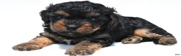 Cavapoo dogs for sale: Gracie - Ad 5