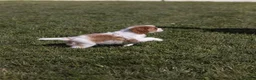 Cavalier King Charles Spaniel dogs for sale: Cheers - Ad 4