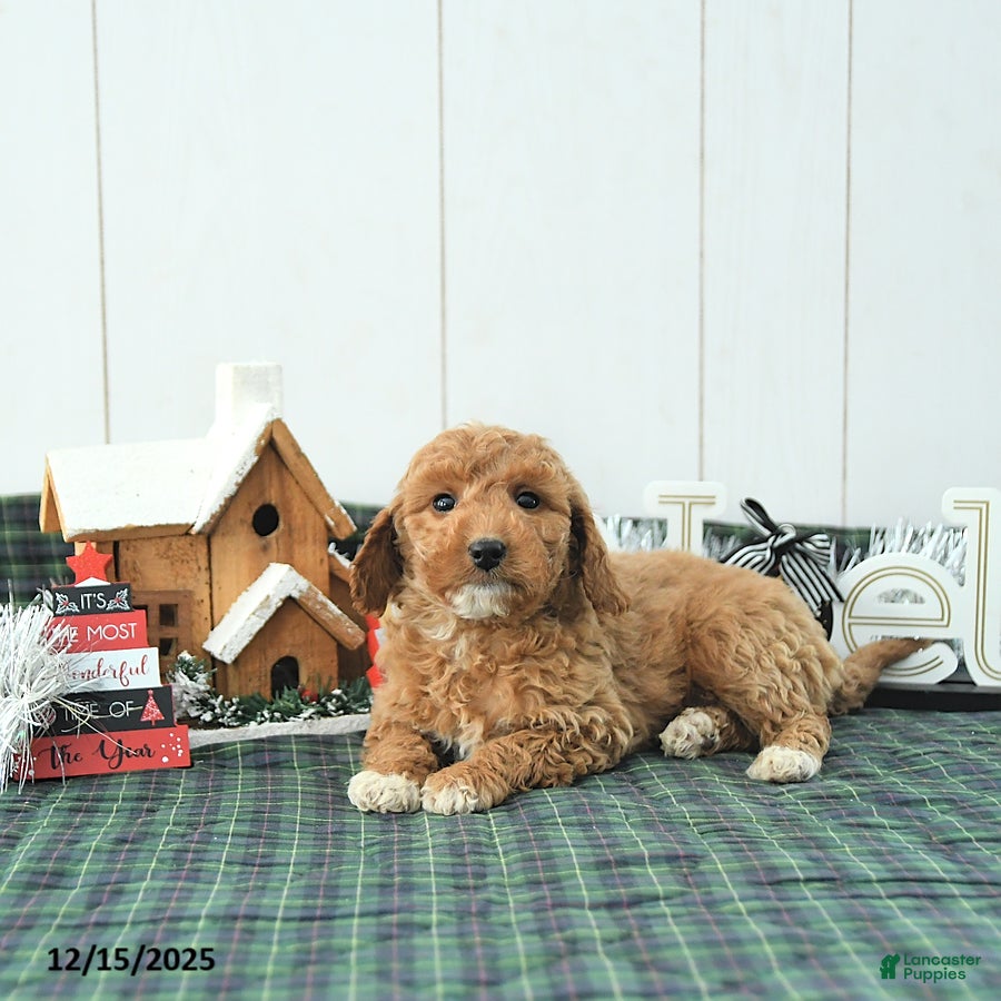 Mini Goldendoodle dogs Nancy - Ad 26