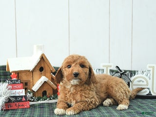 Mini Goldendoodle dogs Nancy - Ad 42