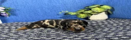 Miniature Dachshund dogs for sale: Miniature Dachshund 2 - Ad 3