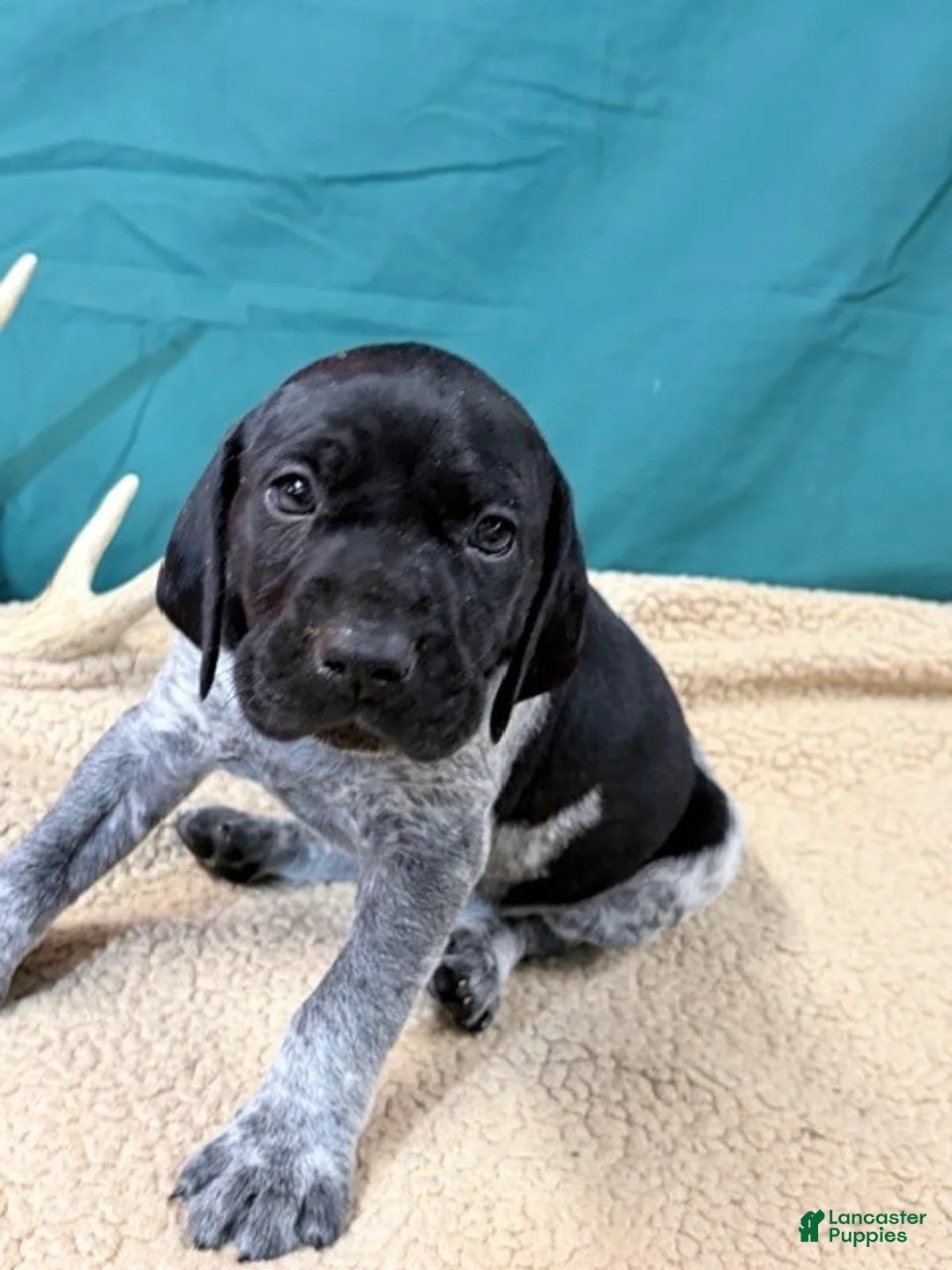 German Shorthaired Pointer dogs for sale: GSP male Micky - Ad 2