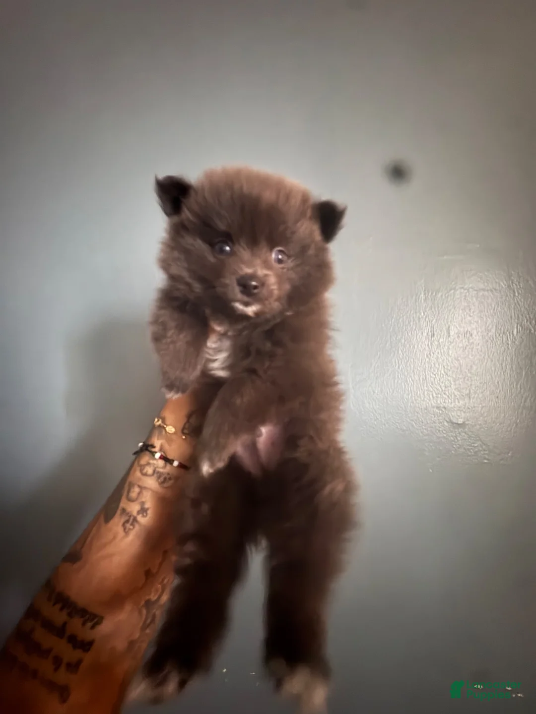 Pomeranian dogs for sale: Pomeranian 1 - Ad 2