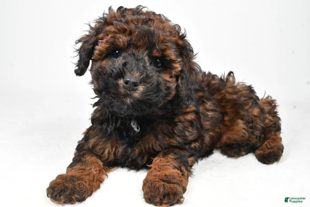 Cockapoo dogs for sale: Anna - Ad 1