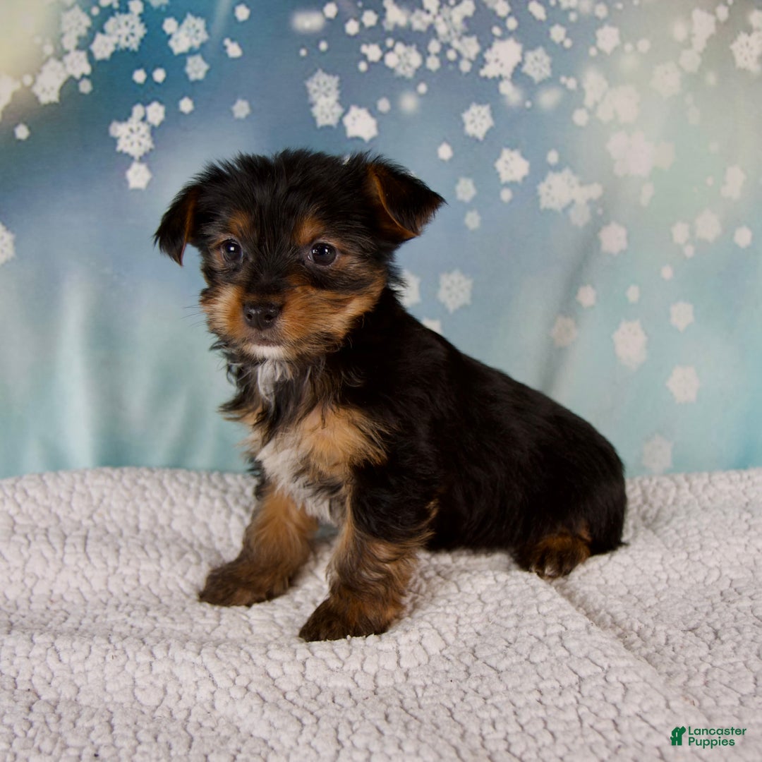 Yorkshire Terrier dogs for sale: Koby - Ad 2