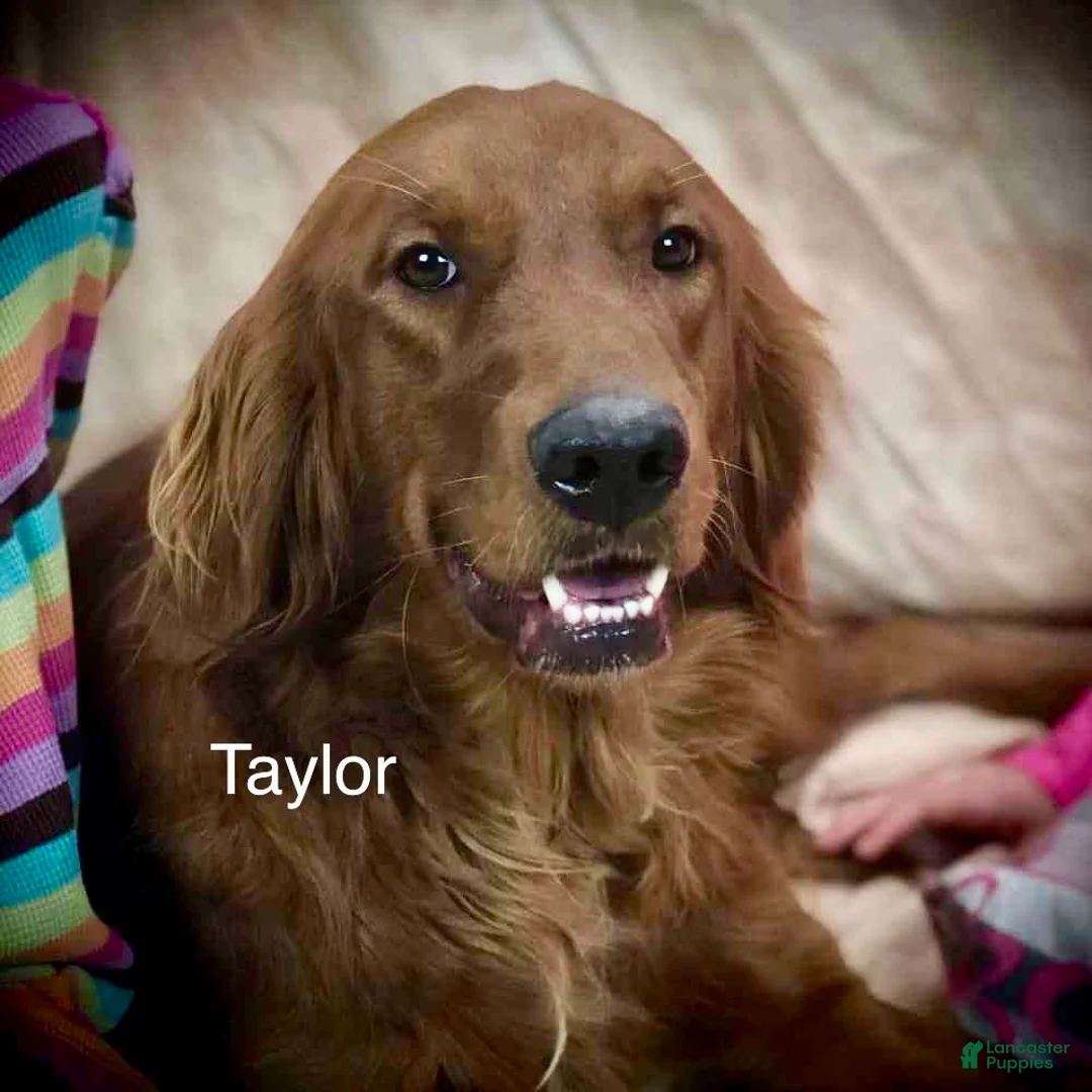 Mixed Breed dogs for sale: Bear - Ad 4