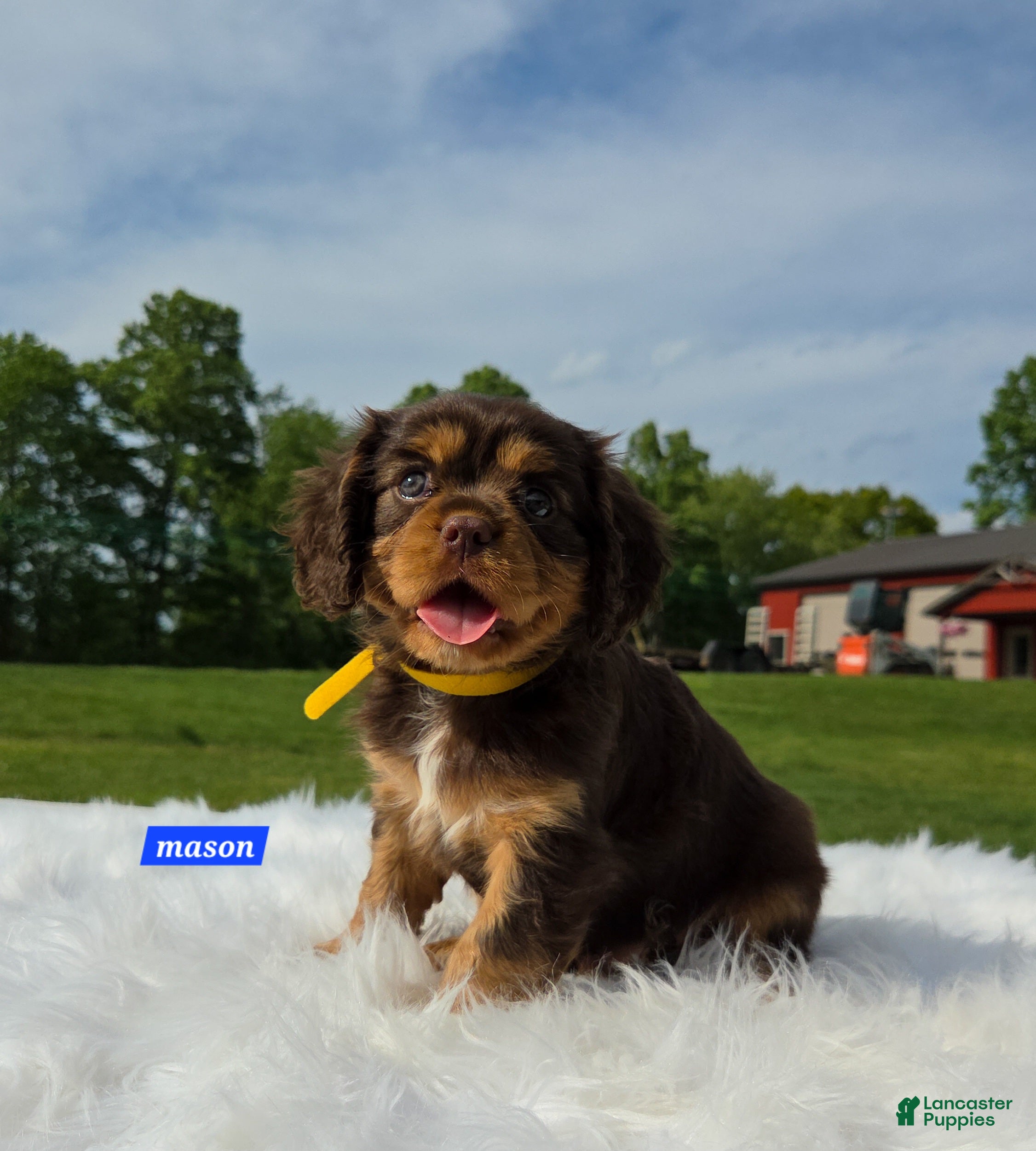 Cavalier King Charles Spaniel dogs for sale: Mason - Ad 4