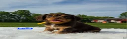 Cavalier King Charles Spaniel dogs for sale: Mason - Ad 1