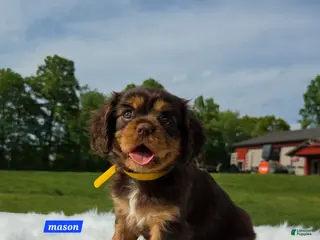 Cavalier King Charles Spaniel dogs for sale: Mason - Ad 4