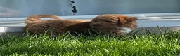 Mini Goldendoodle dogs for sale: Sadie Mini Goldendoodle Puppy  - Ad 7