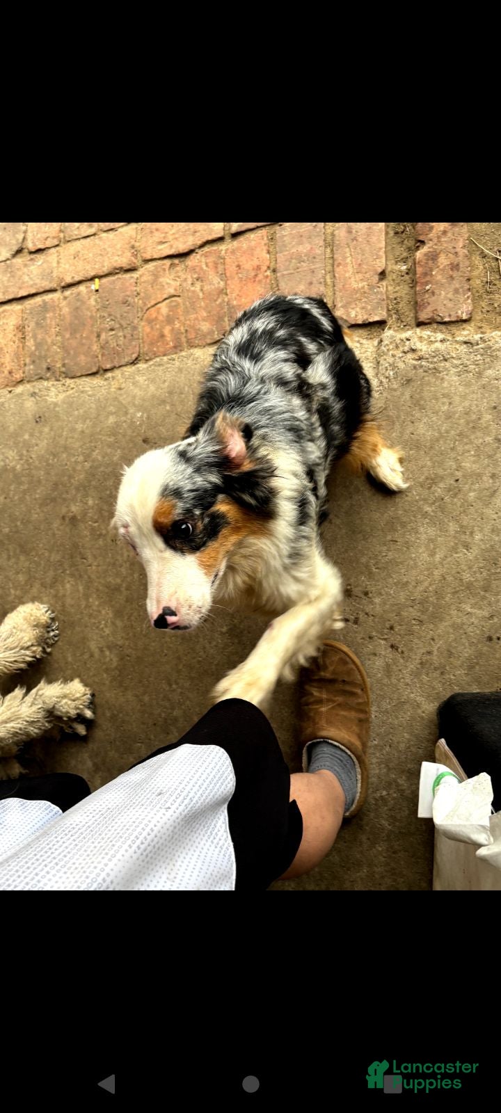 Australian Shepherd dogs Australian Shepherd 1 - Ad 16