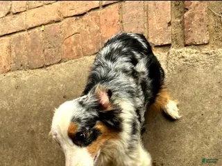 Australian Shepherd dogs Australian Shepherd 1 - Ad 16