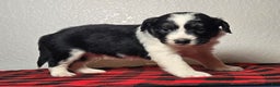 Mini Aussiedoodle dogs for sale: Rocky – Male (Tri-Color) - Ad 4
