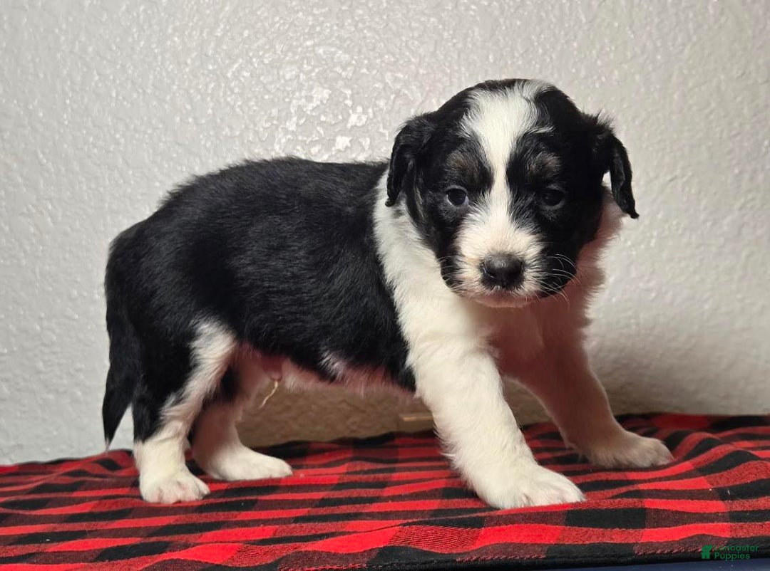 Mini Aussiedoodle dogs for sale: Rocky – Male (Tri-Color) - Ad 4