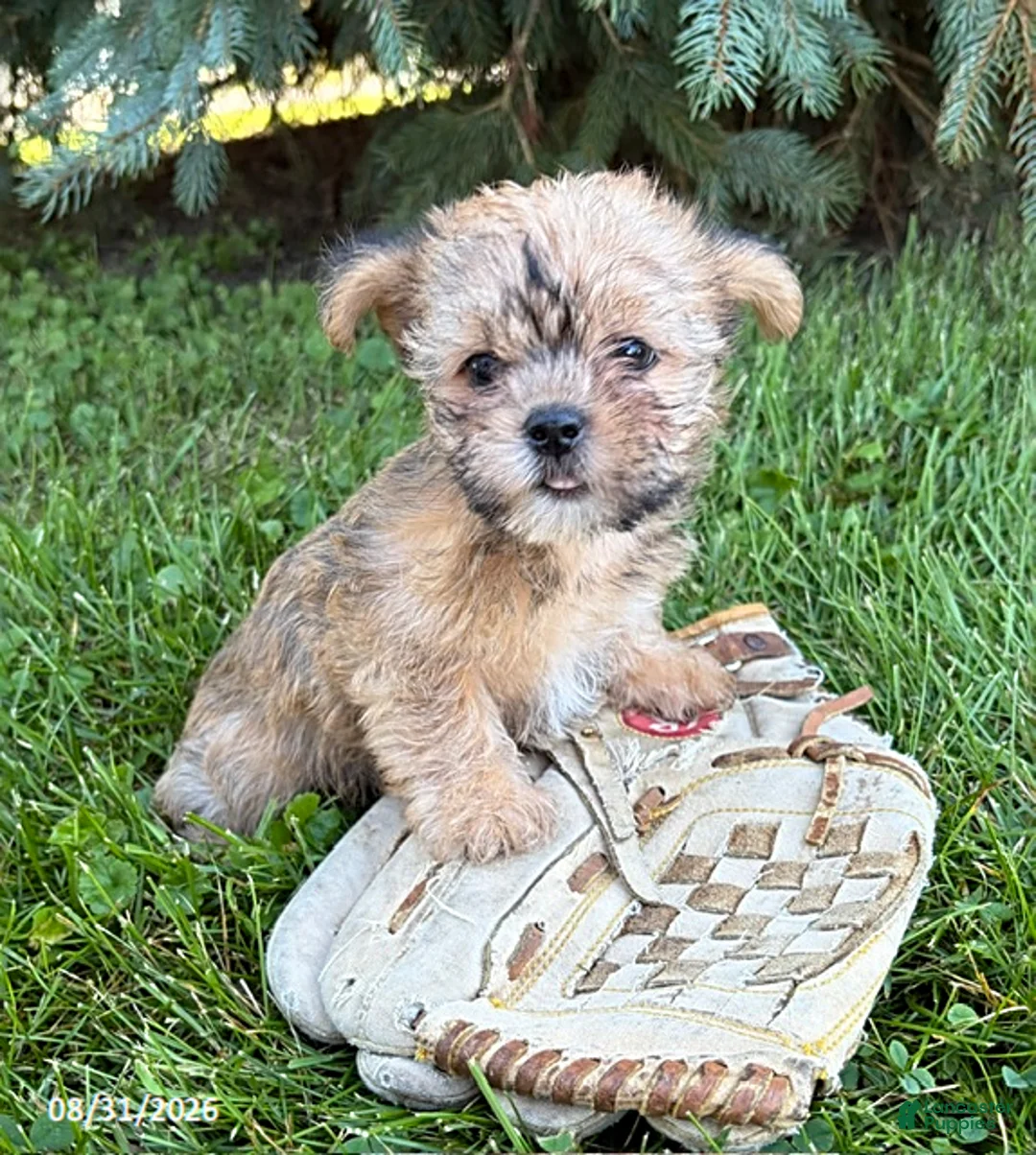 Shorkie dogs for sale: Albert - Ad 1