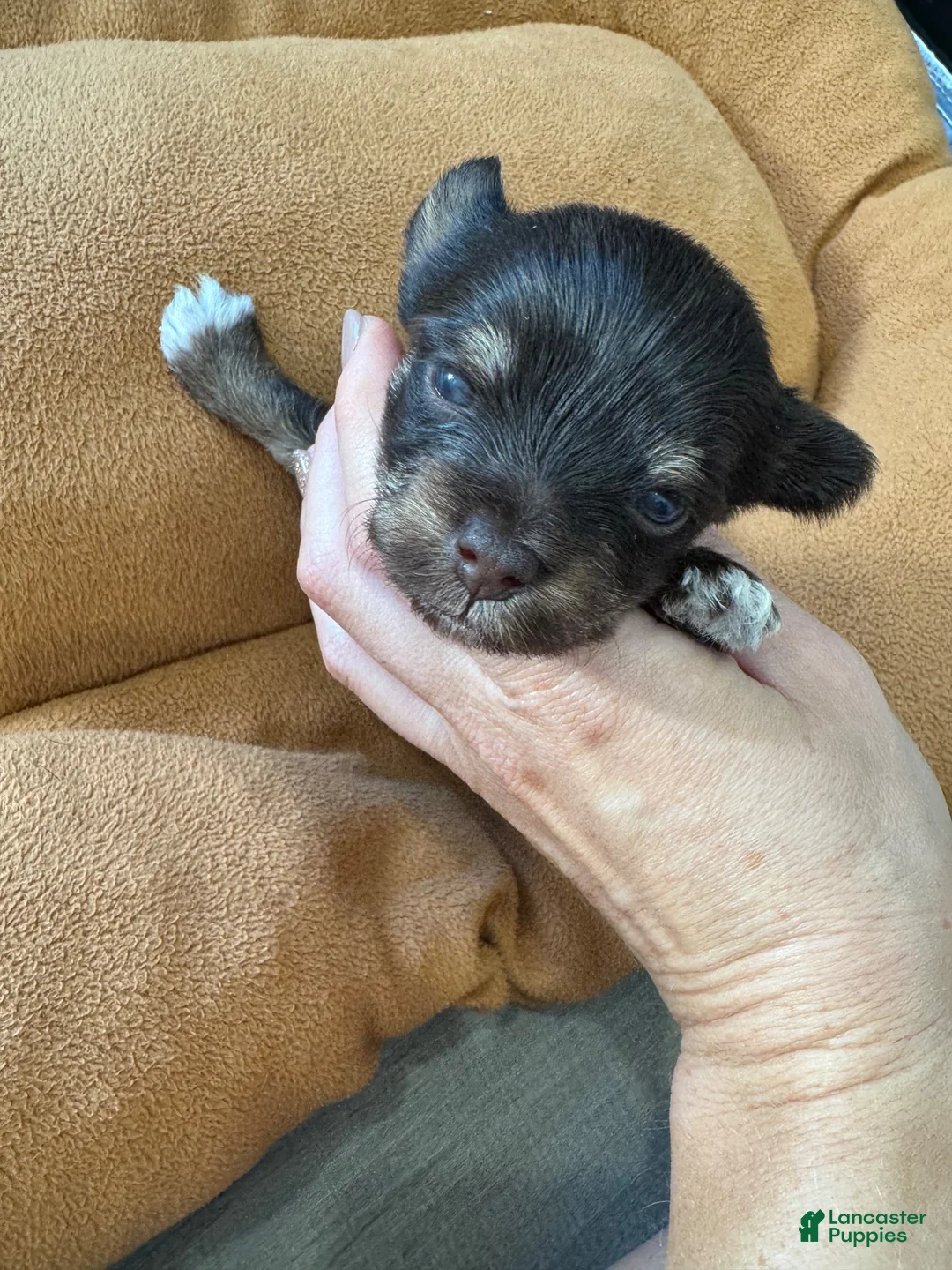 Yorkshire Terrier dogs for sale: Yorkshire Terrier 4 - Ad 1