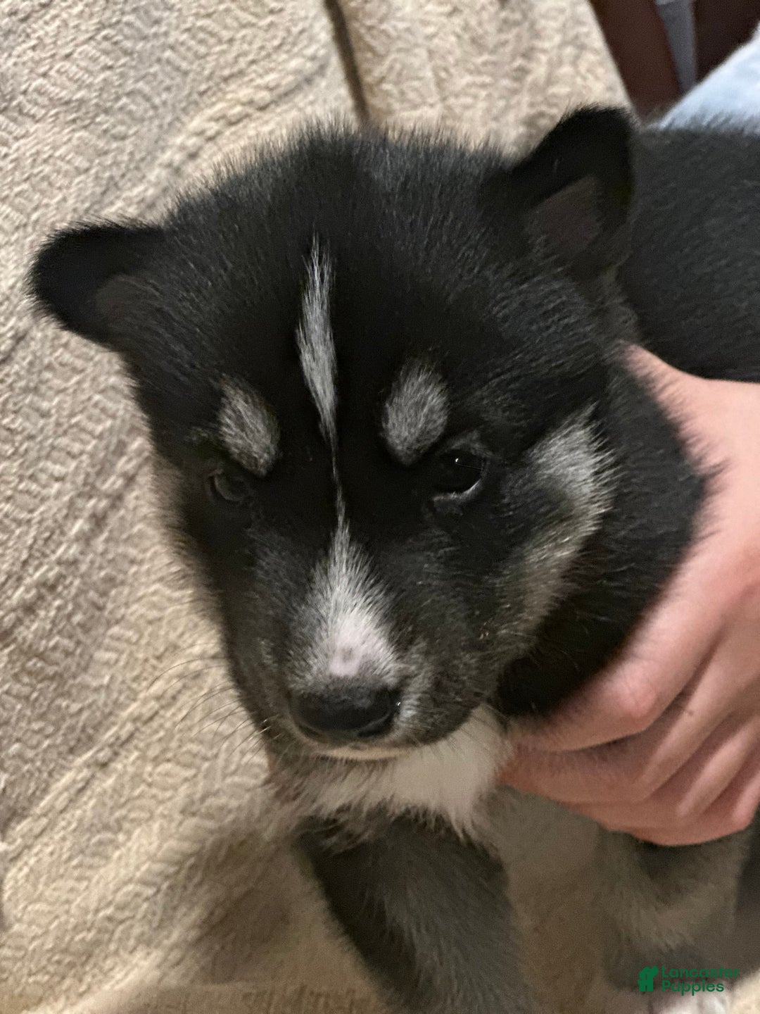 Siberian Husky dogs for sale: Siberian Husky Puppy 1 - Ad 9