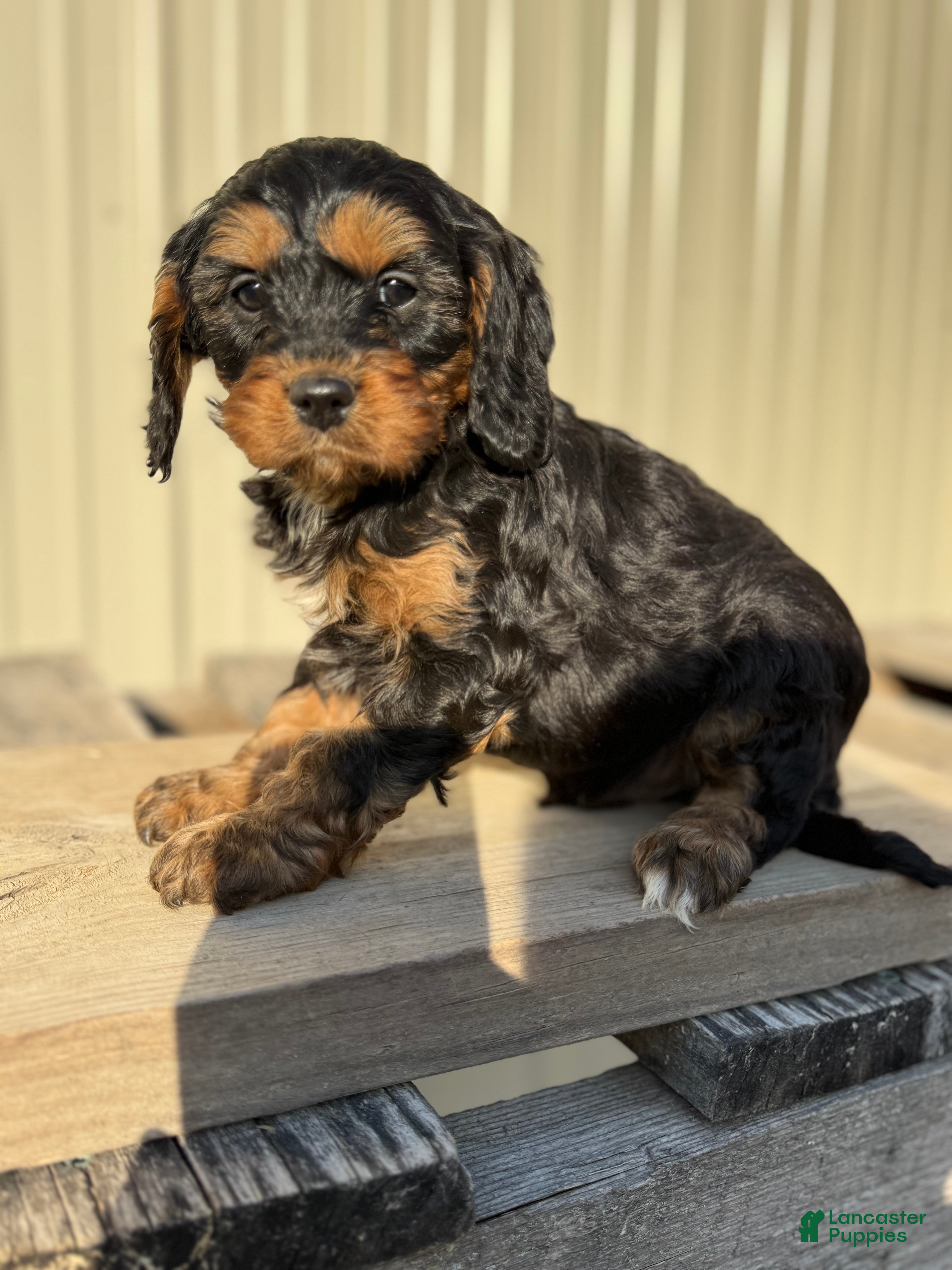 Cavapoo dogs Cavapoo Puppy 1 - Ad 24