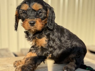 Cavapoo dogs Cavapoo Puppy 1 - Ad 24