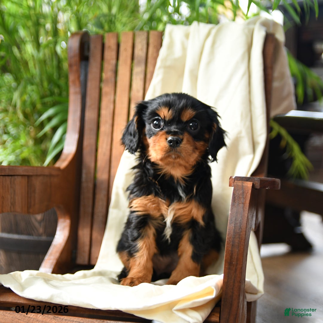 Cavalier King Charles Spaniel dogs for sale: Blueberry - Ad 2