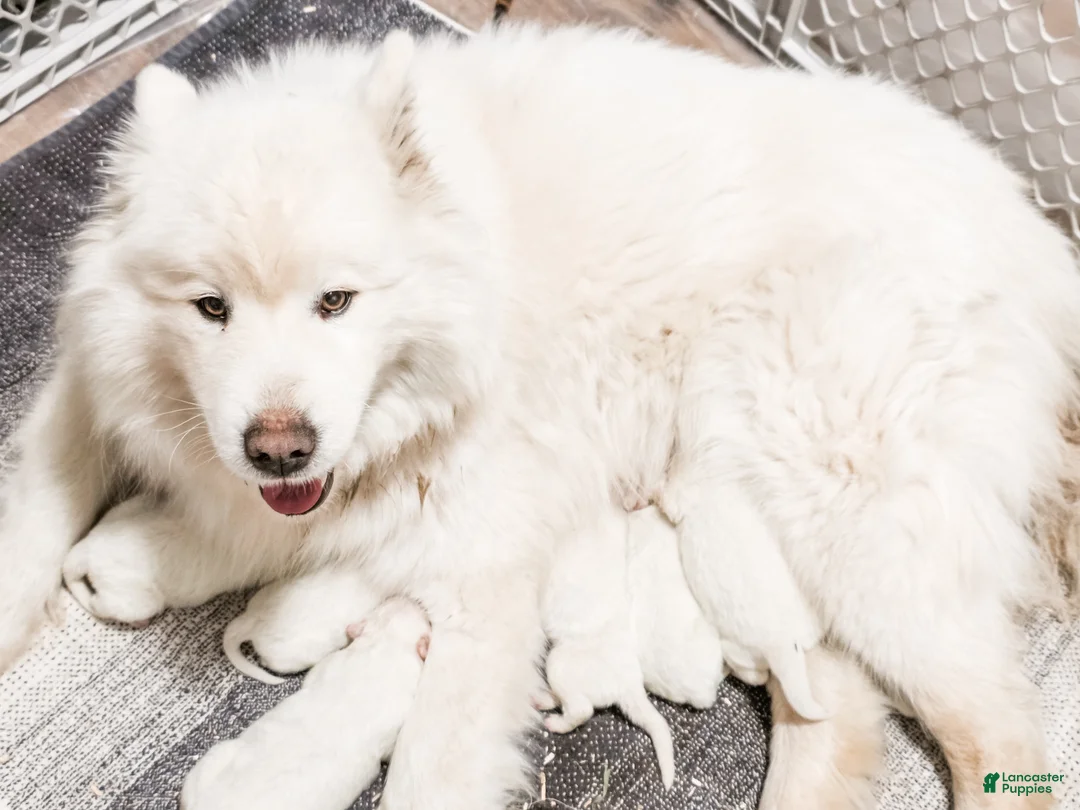 Samoyed dogs for sale: Sprout  - Ad 4