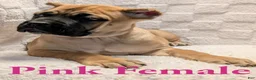 Cane Corso dogs for sale: Pink  - Ad 4