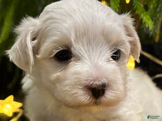 Maltese dogs Cody - Ad 14