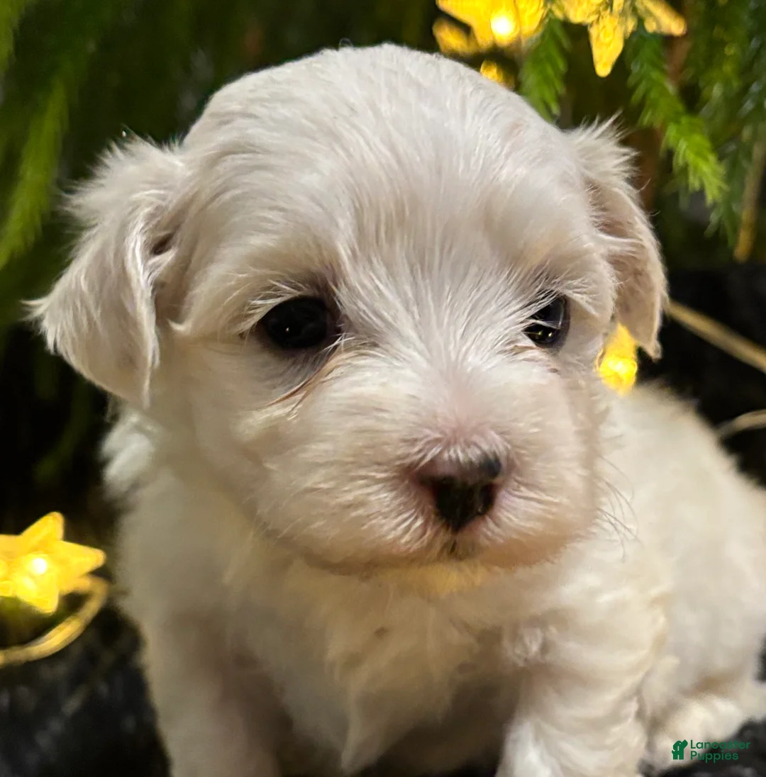 Maltese dogs for sale: Cody - Ad 5