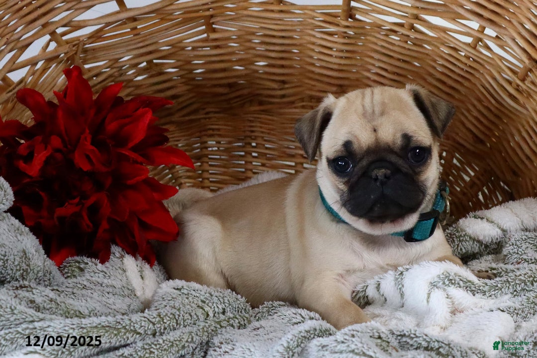 Pug dogs for sale: Polly - Ad 2