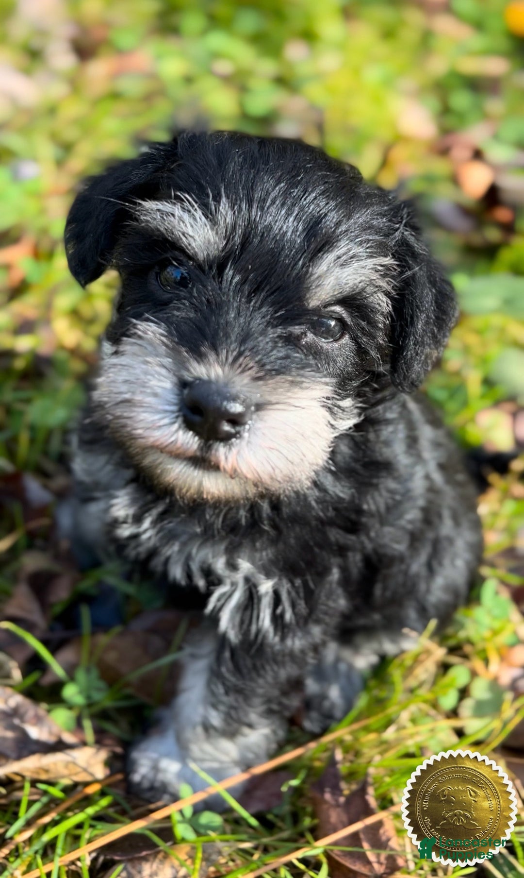 Miniature Schnauzer dogs for sale: ROSIE - Ad 1