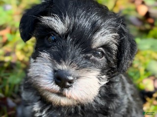 Miniature Schnauzer dogs ROSIE - Ad 12