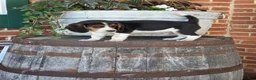 Beagle dogs for sale: Leo - Ad 1